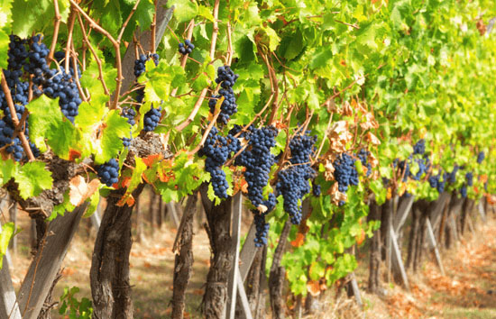 closeup of vineyard rows
